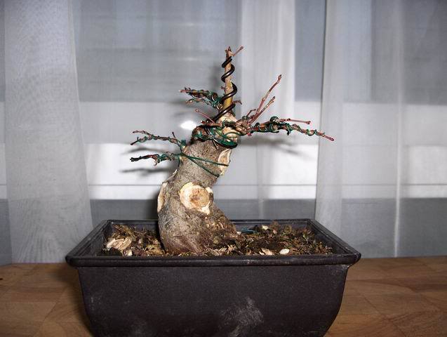 ResizeofHPIM0267.jpg