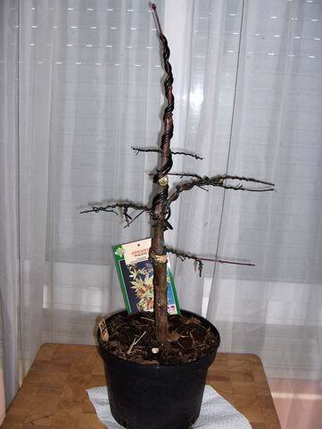 ResizeofOsakaZuki-I.jpg