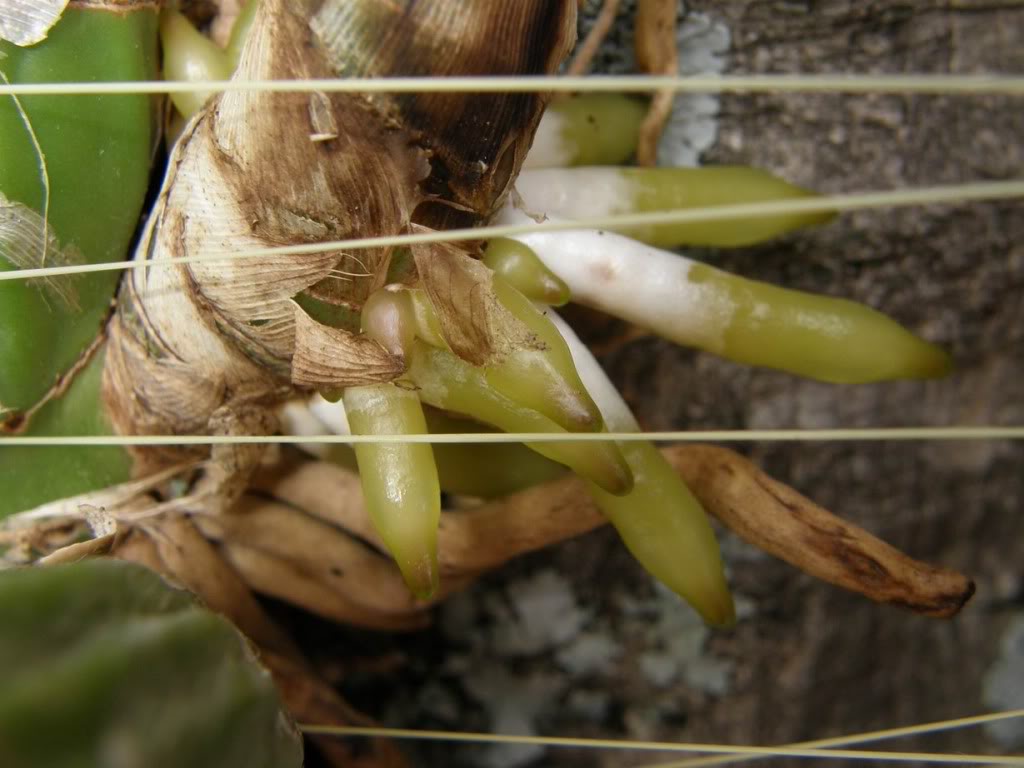 ResizeofP3270012.jpg