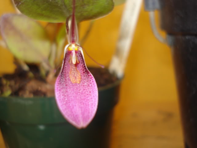 restrepia002.jpg