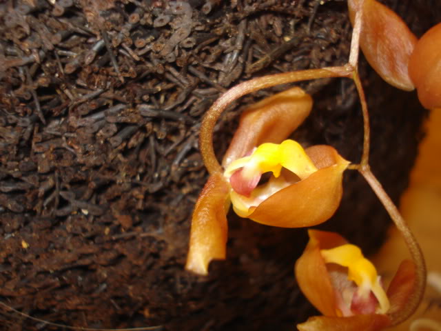 restrepia005.jpg