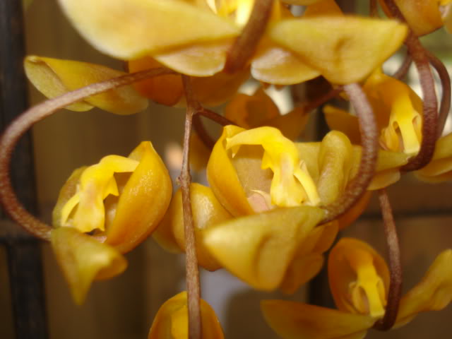 restrepia006.jpg