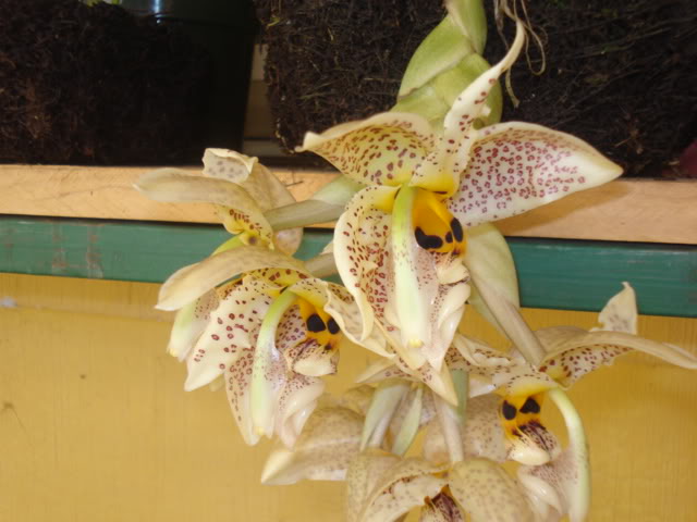 restrepia007.jpg