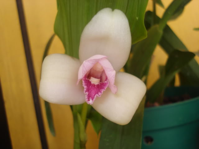 restrepia009.jpg
