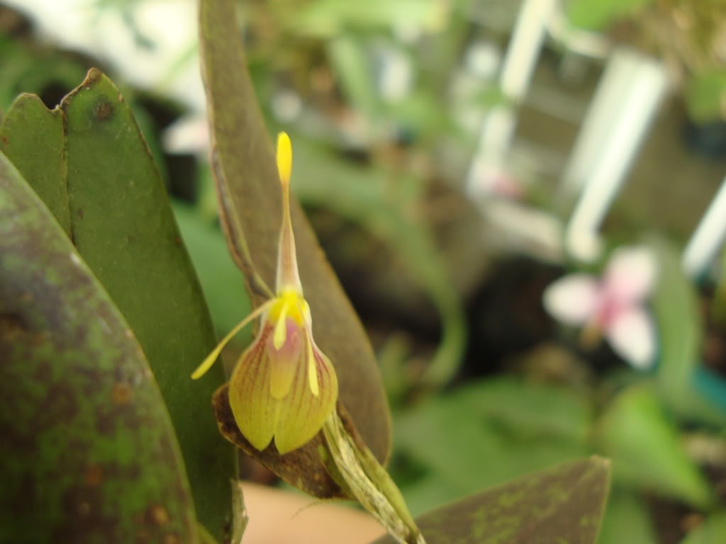 restrepiamusifera.jpg