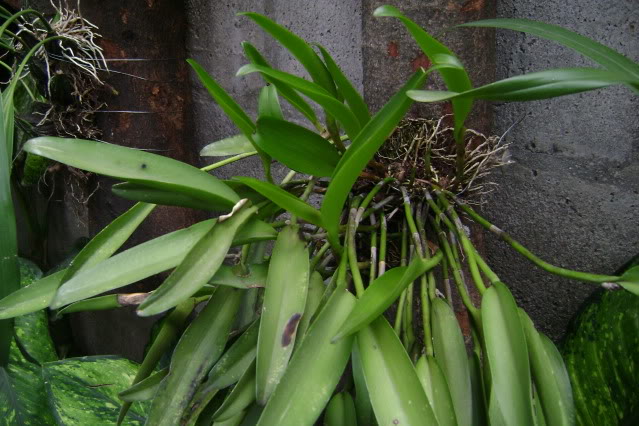 Restrepiellaophiocephala2.jpg