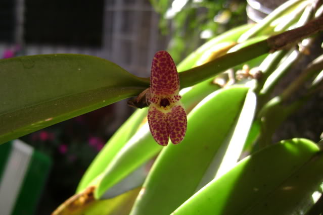 Restrepiellaophiocephala3.jpg