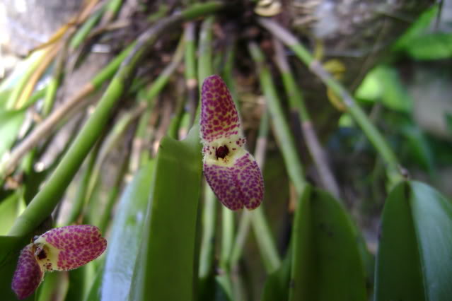 Restrepiellaophiocephala8.jpg
