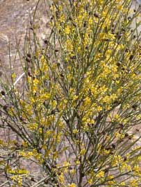 retama-sphaerocarpa.jpg