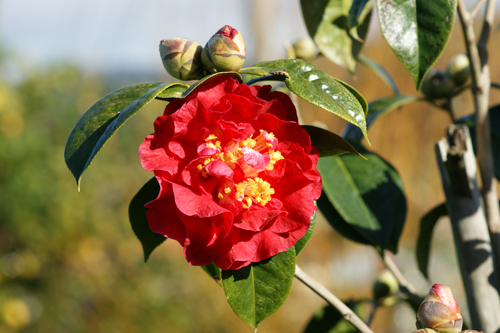 RETICULATA_-_Dr_Cliford_Parks_-_1.jpg