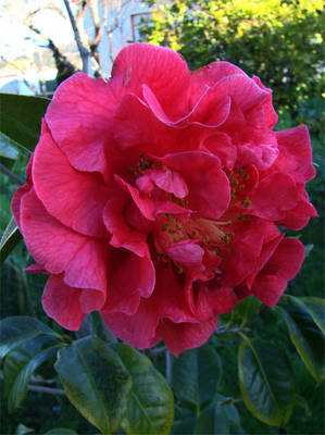 RETICULATA_-_MANDALAY_QUEEN-2008.jpg