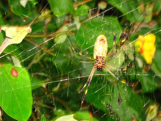 Revés araña en Puerto Viejo.JPG
