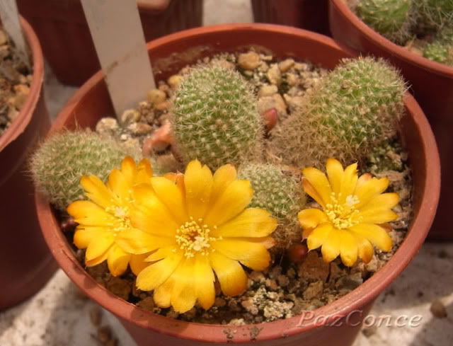 Rfabrisii1a.jpg