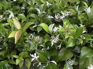 rg_trachelospermum_jasminoides_var.jpg