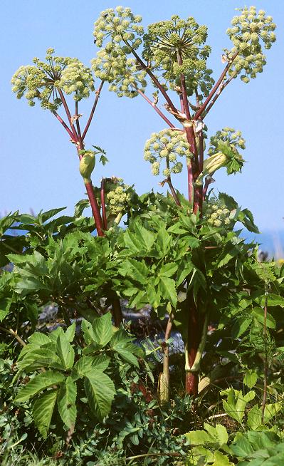 rgh1179681120e.jpg