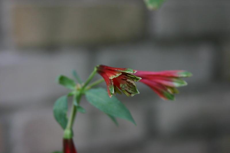 rgh1184368187g.jpg