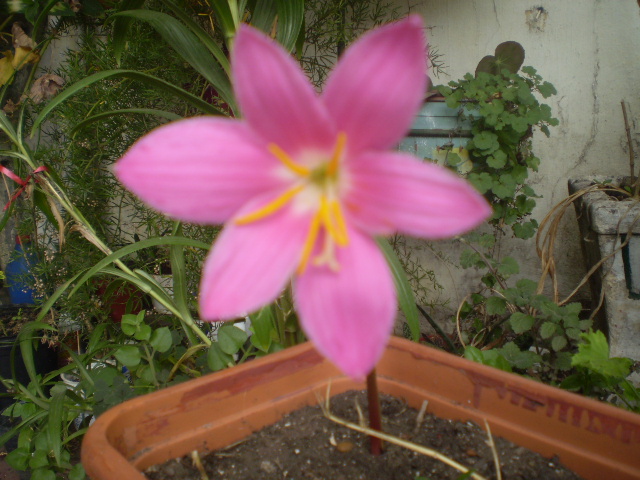 rgh1201440935p.JPG