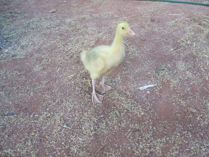 rgh1209386241z.JPG