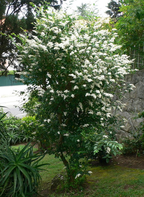 rgh1210775966j.JPG