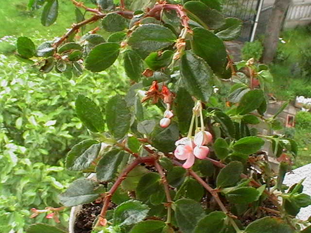 rgh1212089714o.JPG