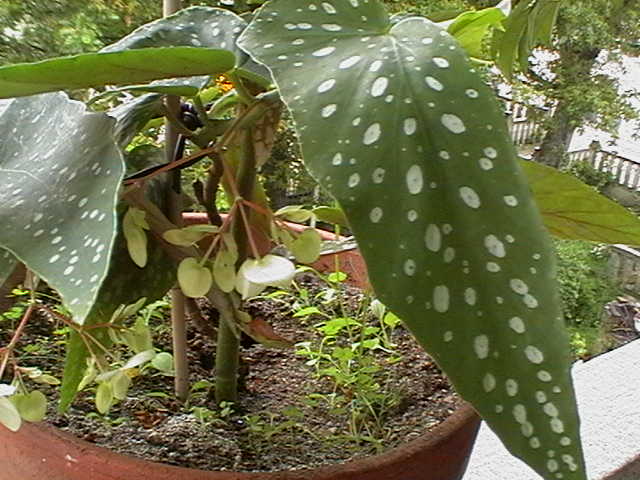 rgh1212092524i.JPG