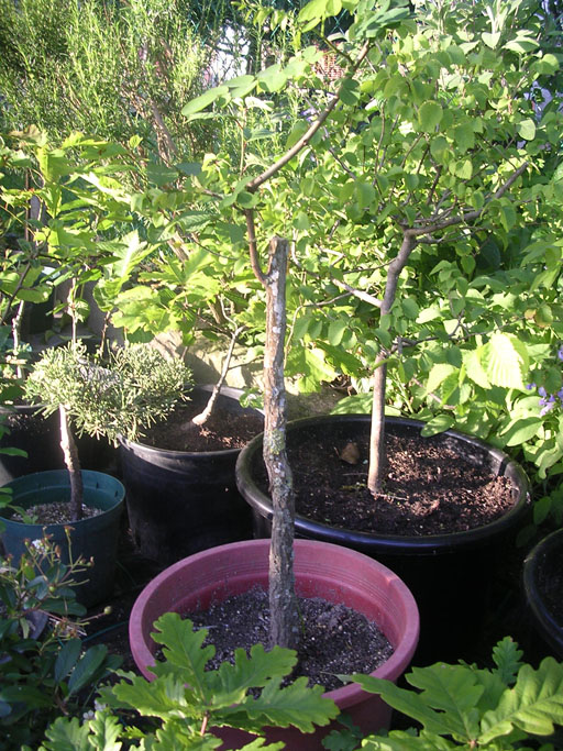 rgh1212092666n.jpg
