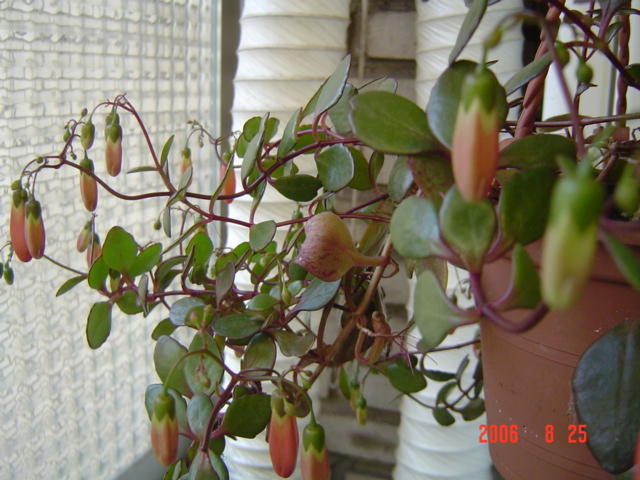 rgh1212105332j.jpg