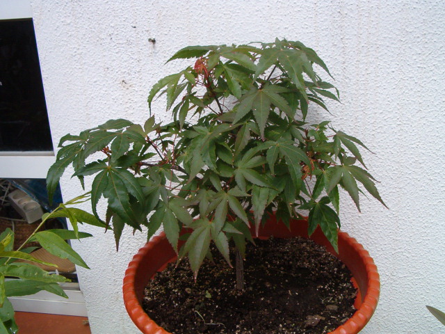 rgh1212109007y.JPG