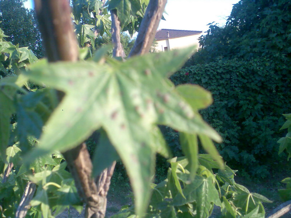 rgh1212142763p.jpg