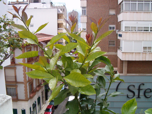 rgh1212199501v.JPG