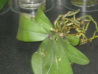 rgh1212232572u.jpg
