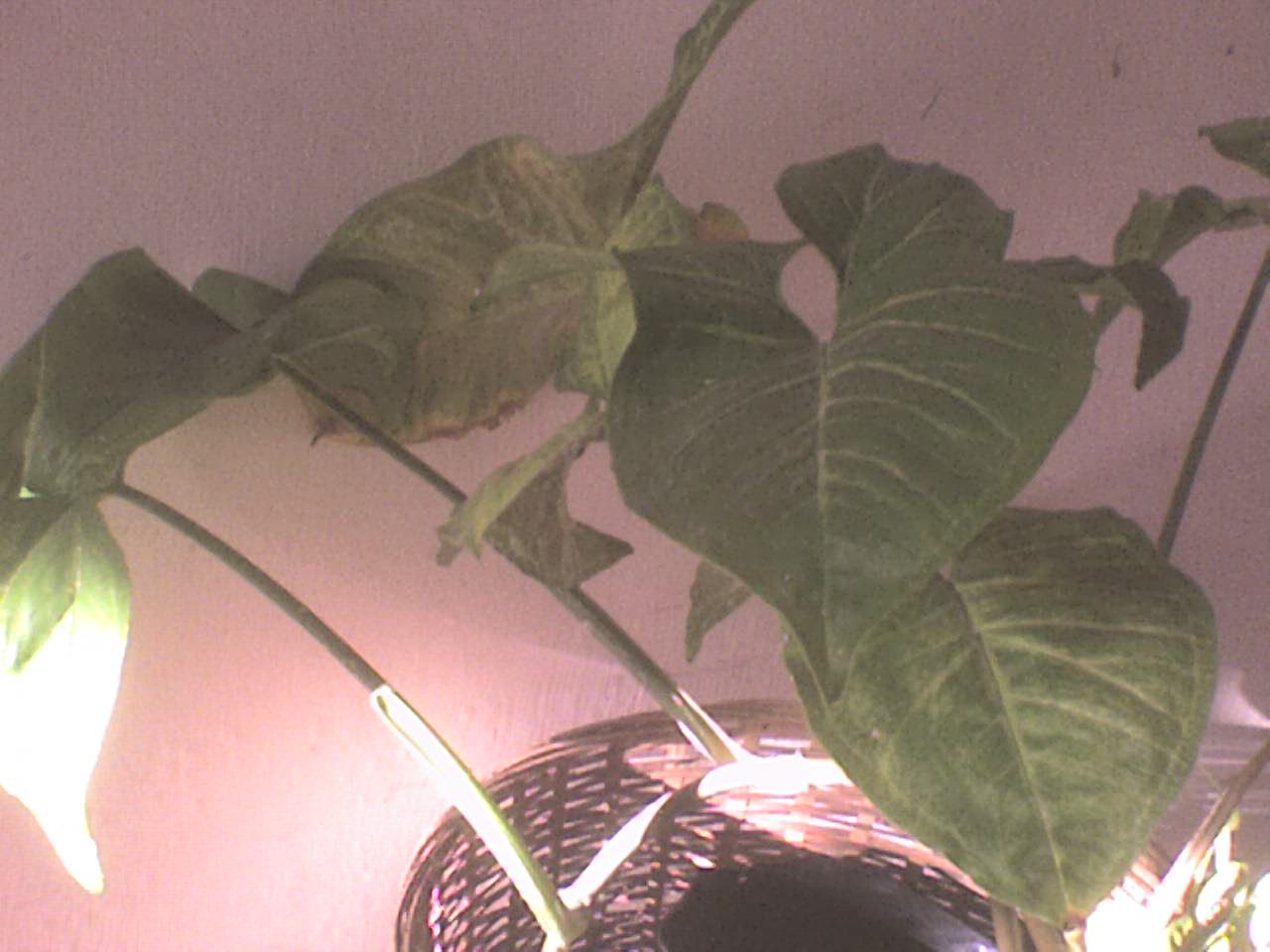 rgh1212267926j.JPG
