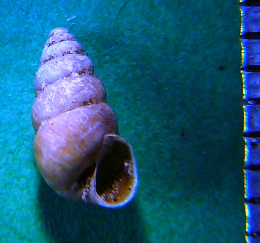 rgh1212277895n.JPG