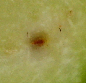 rgh1212340497y.jpg
