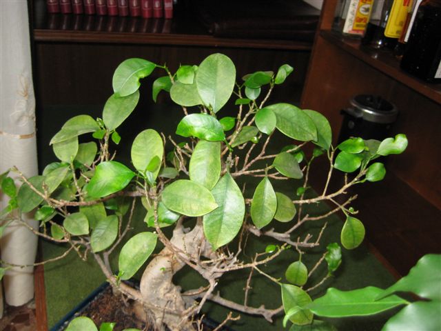 rgh1212411146t.jpg