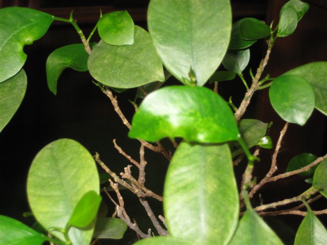 rgh1212411229d.jpg