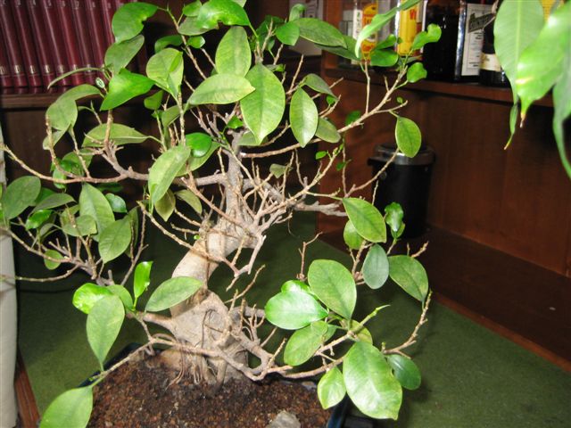 rgh1212411281s.jpg