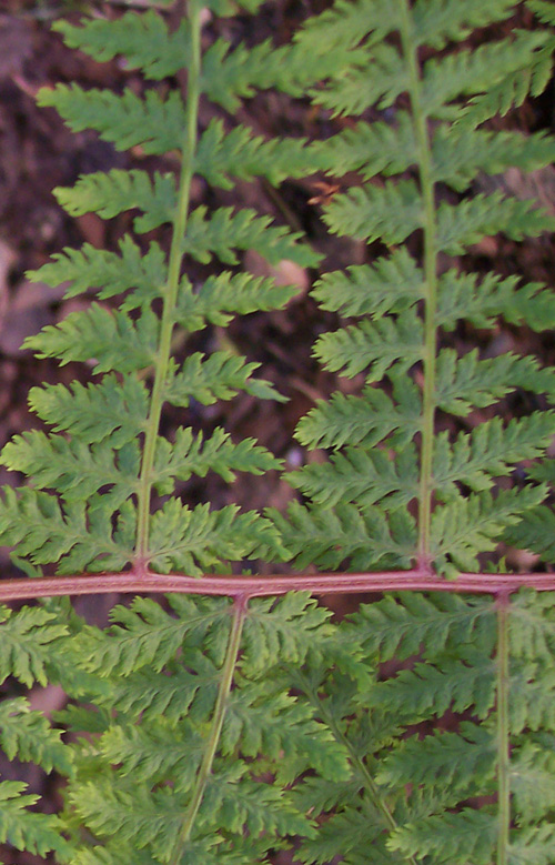 rgh1212445391w.jpg