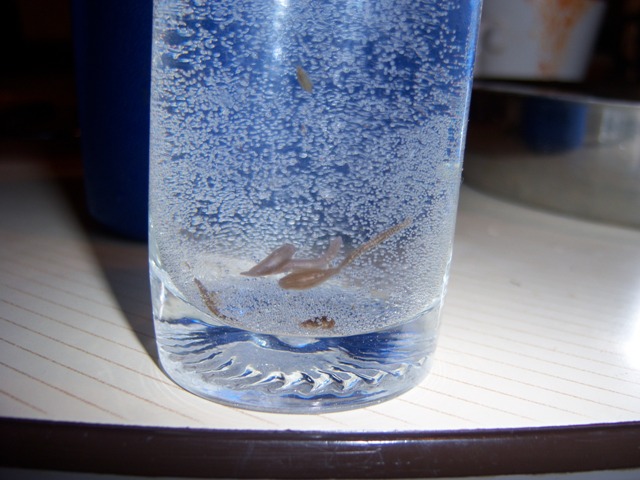 rgh1212519546l.JPG