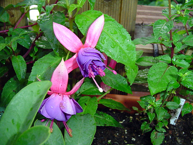 rgh1212524661q.JPG