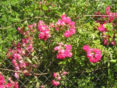 rgh1212612125r.jpg