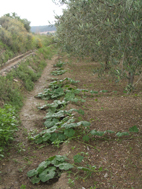 rgh1212691618h.JPG