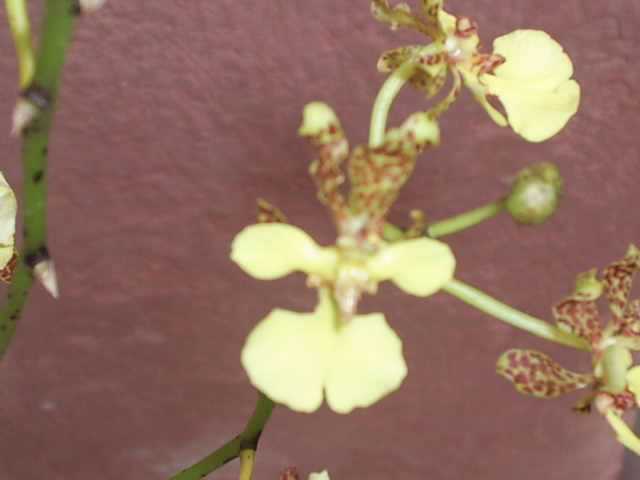 rgh1212712149f.JPG
