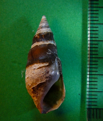 rgh1212790769i.JPG