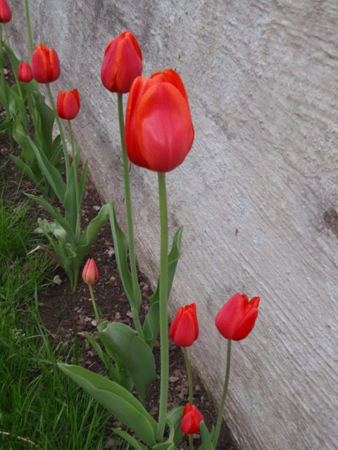 rgh1212791818w.JPG