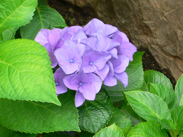 rgh1213555565c.JPG