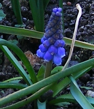 rgh1235736275y.JPG