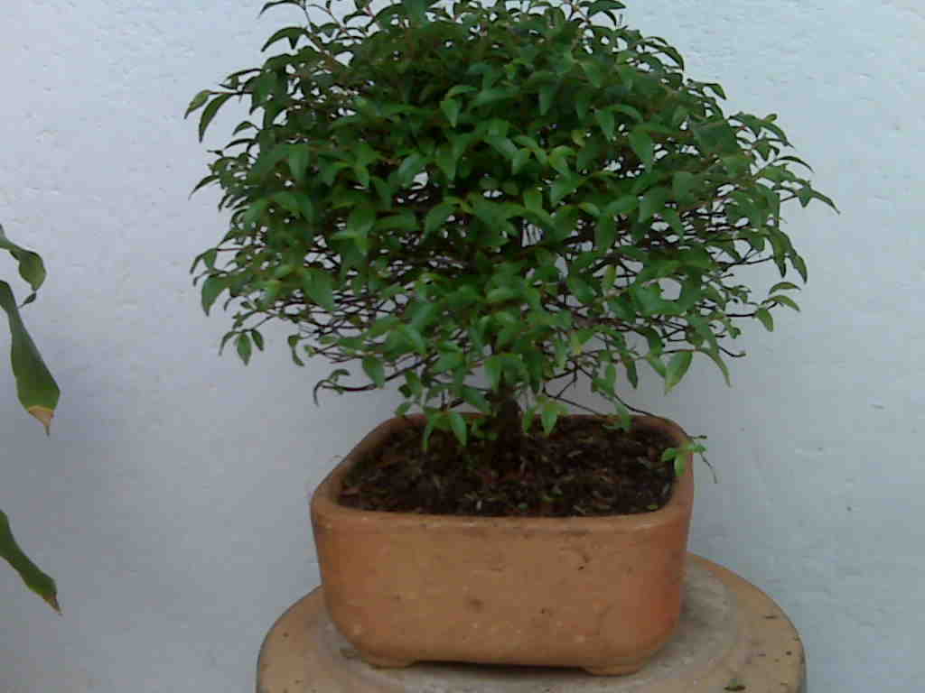 rgh1237864100s.jpg