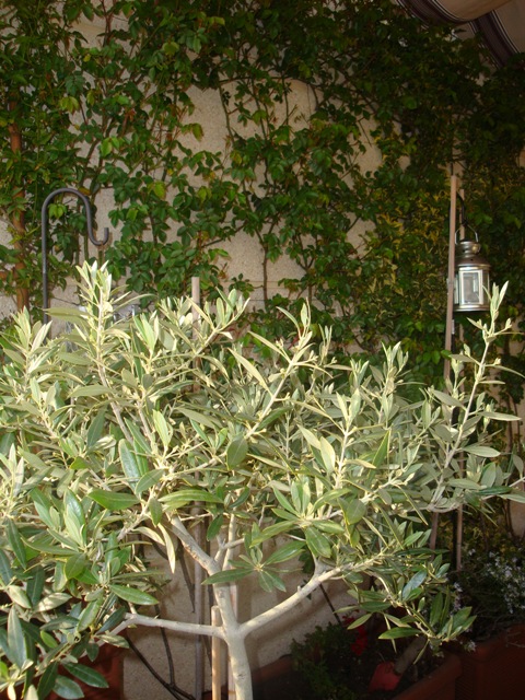 rgh1237930805v.JPG