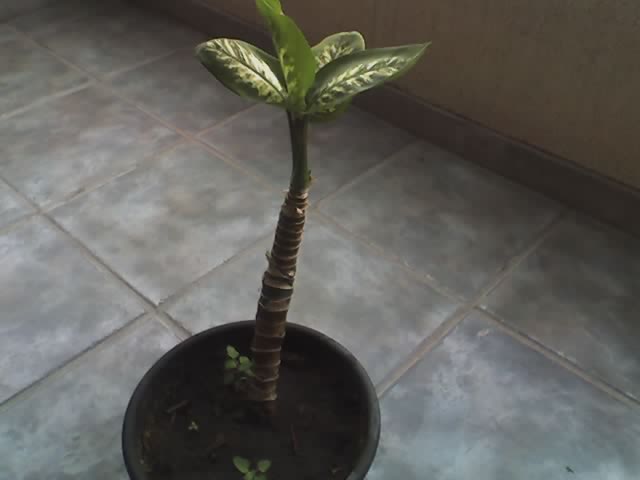 rgh1238736813l.jpg